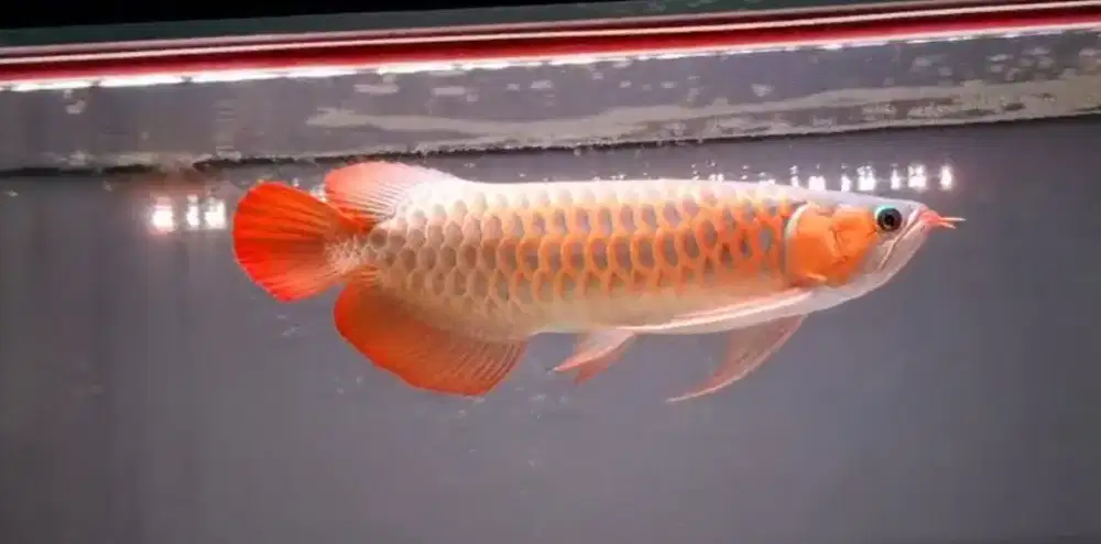 Arowana Super Red size 43cm