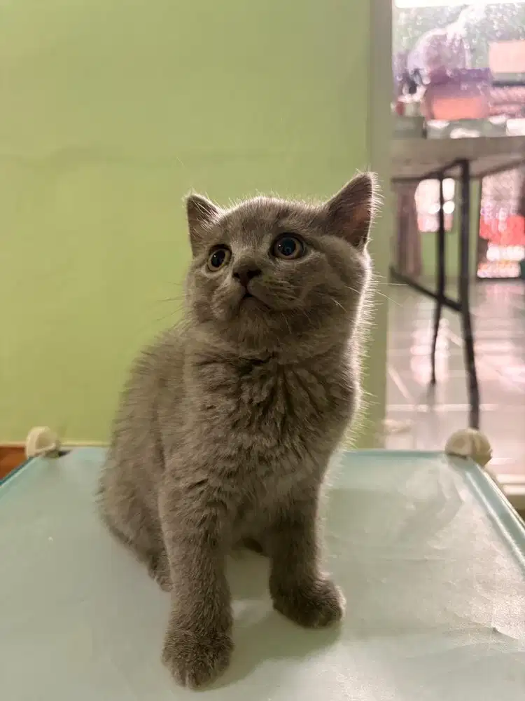 British shorthair (bsh)