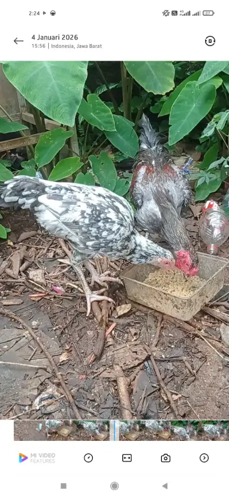 Ayam kampung  perempuan dan betina
