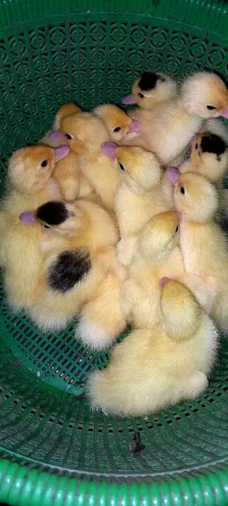 Anakan entok jenis jumbo leher panjang