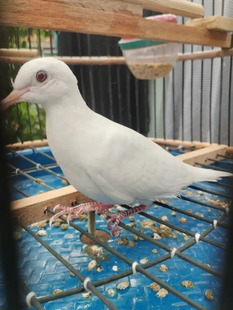 Perkutut putih kapas burja