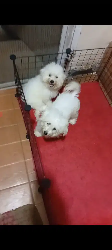 Bichon frise jantan 4bln kosongan