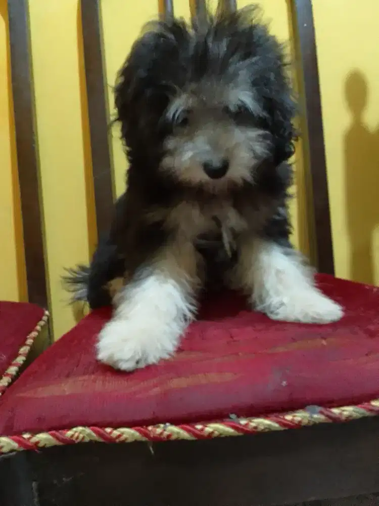 Jual anjing podle hitam mix putih