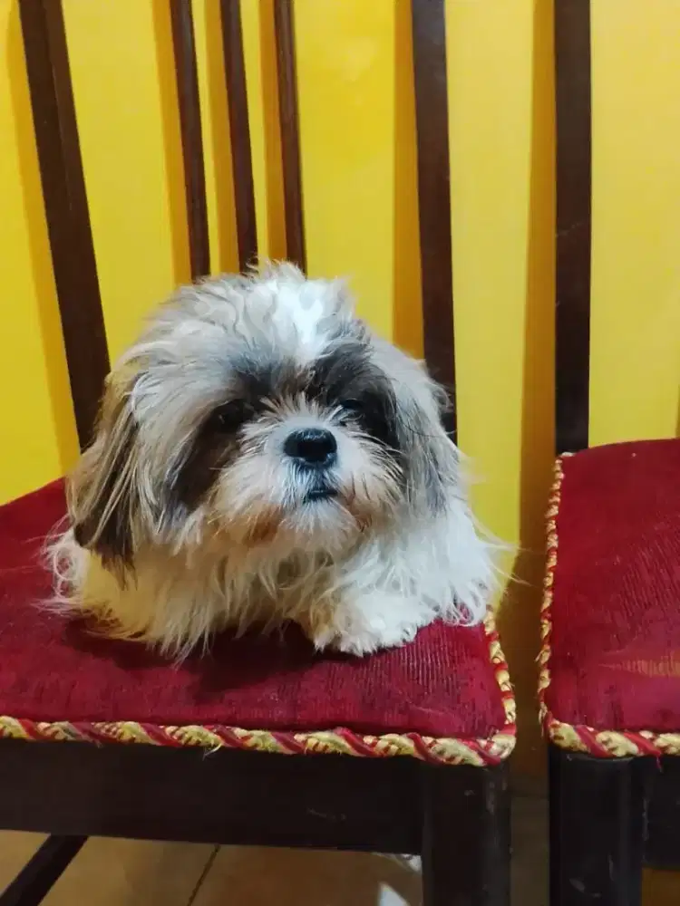 Jual anjing Shih Tzu betina