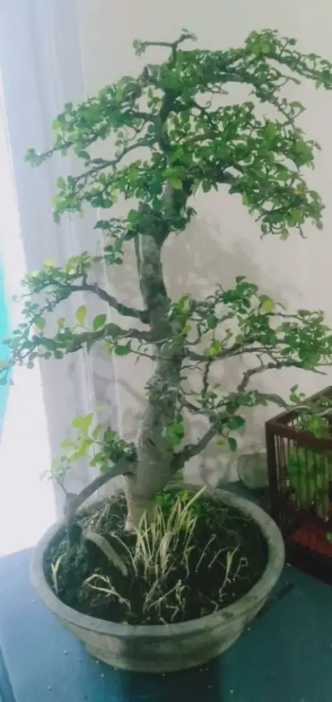 Bonsai serut  rawatan