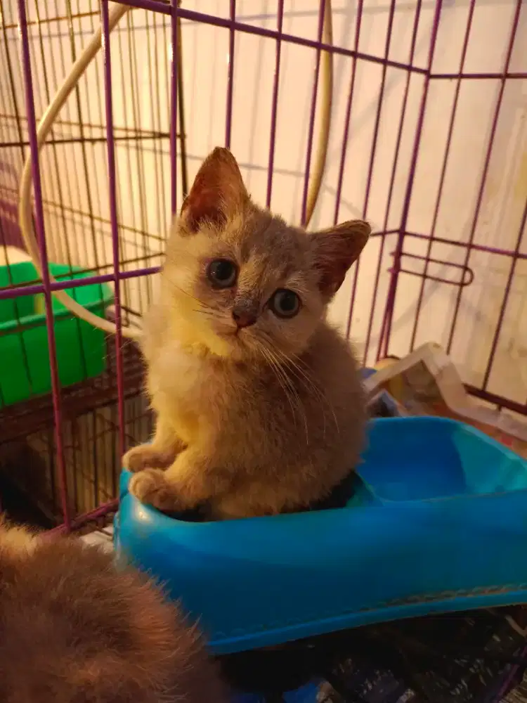 Jantan ss( bsh scoties)