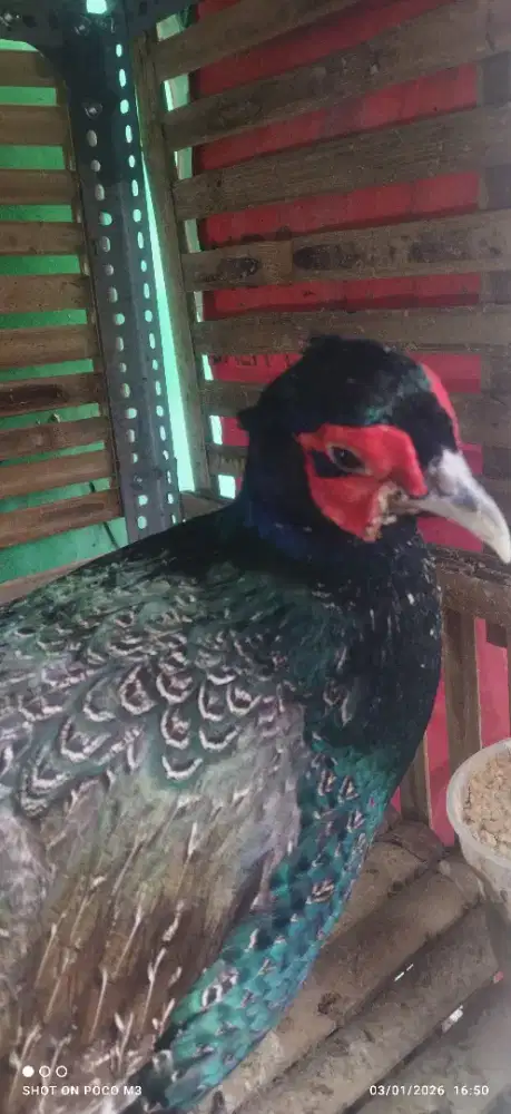 Ayam Ringneck pheasant hijau jantan