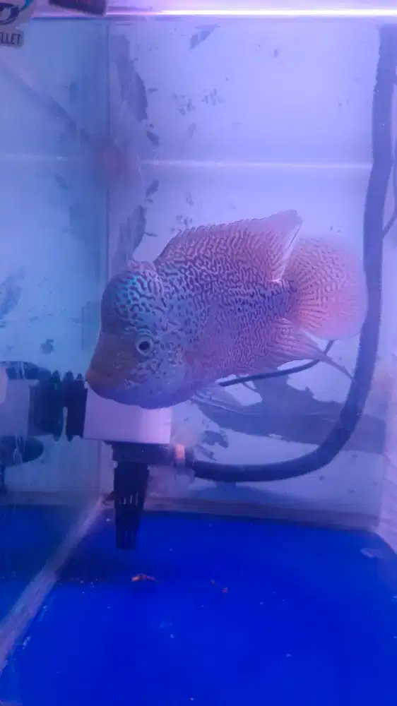 Louhan kanva mata putih