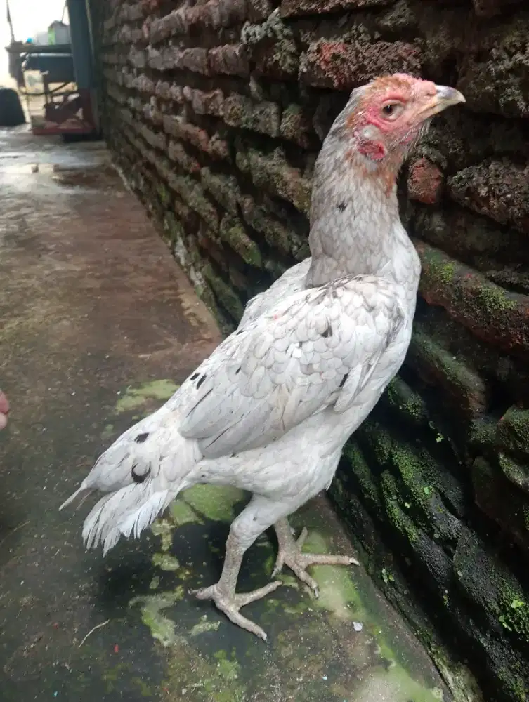 Ayam betina Mangon Silangan Bangkok