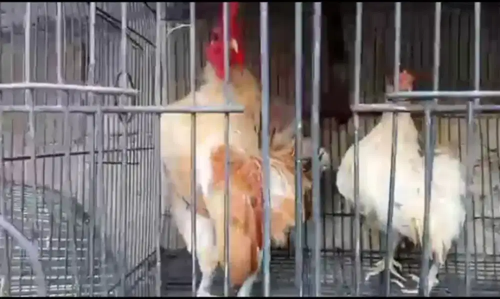 Ayam Serama sepasang indukan