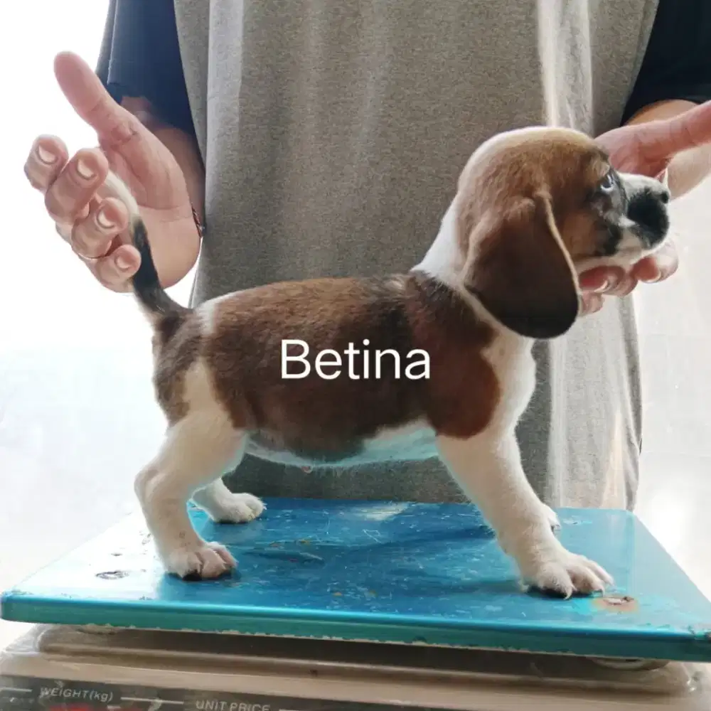 Anakan beagle asli no stambom