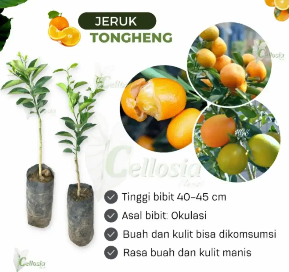 bibit Buah Jeruk Tongheng Cepat Berbuah Lebat