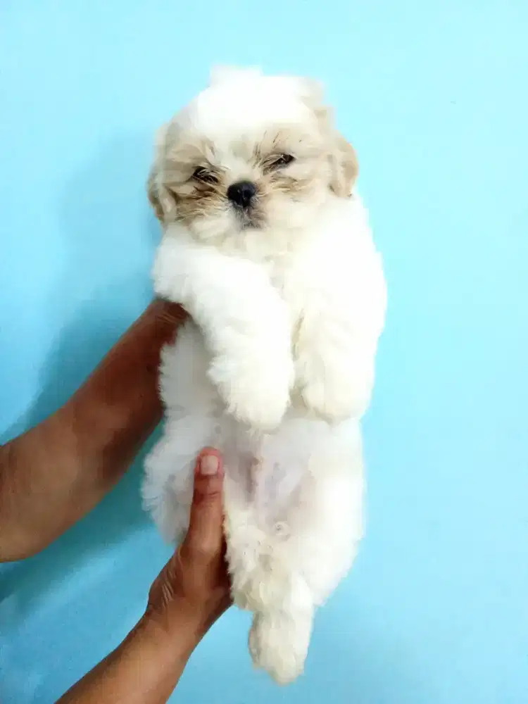 Puppy Shih tzu ganteng