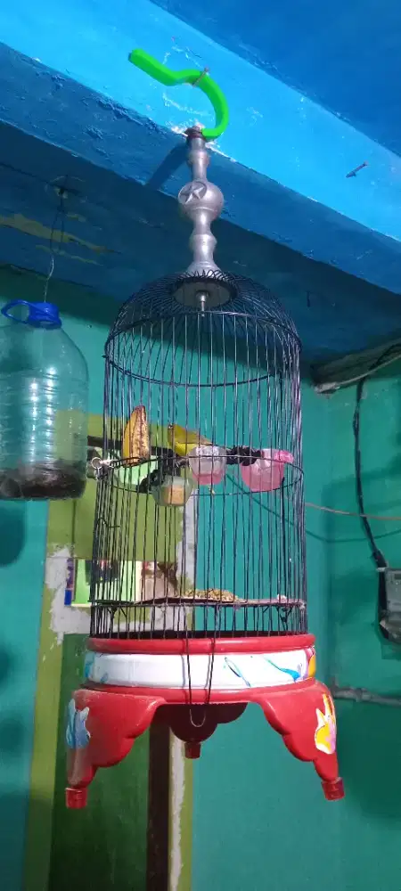Burung pleci dakun meratus.