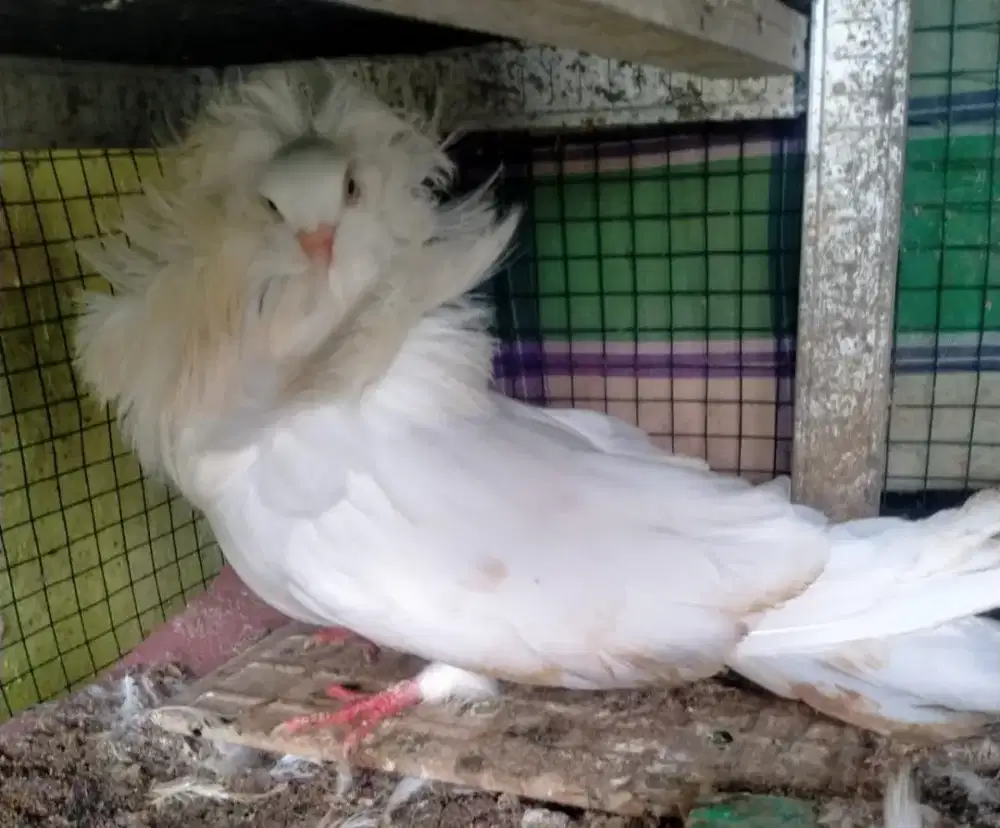 Merpati hias jacobin