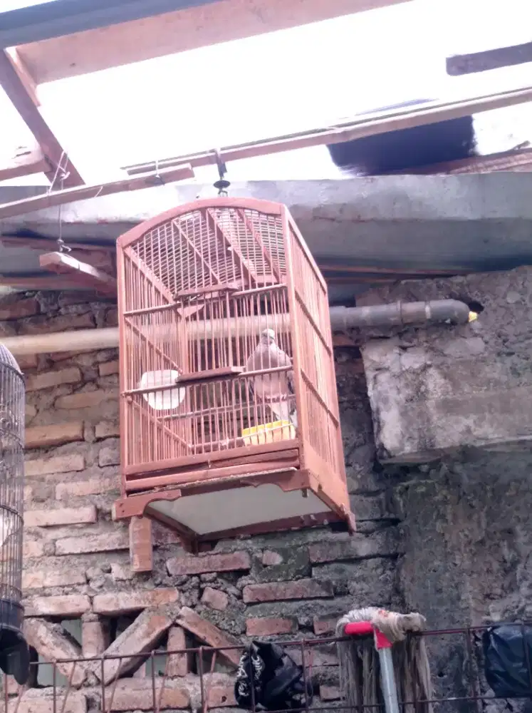 Burung tekukur gacor