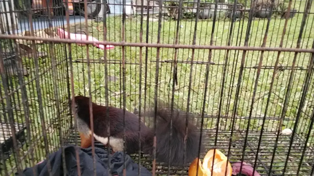 Tupai 3 warna jantan