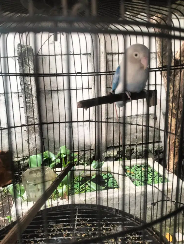 Biola blue betina dewasa