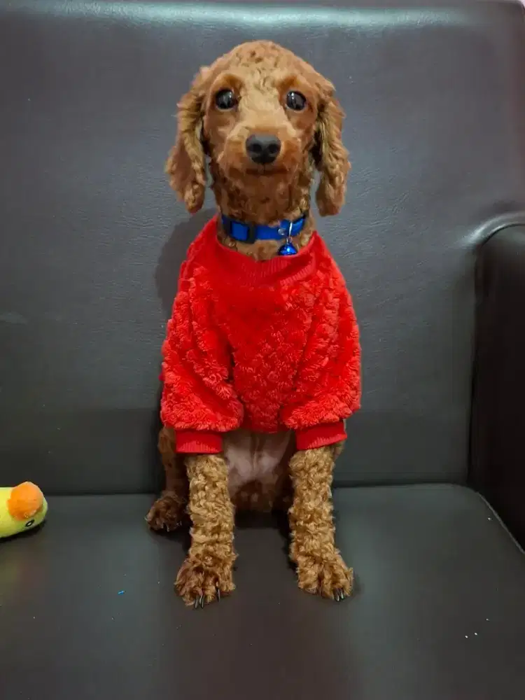 Di jual seekor anjing Poodle Betina Dewasa