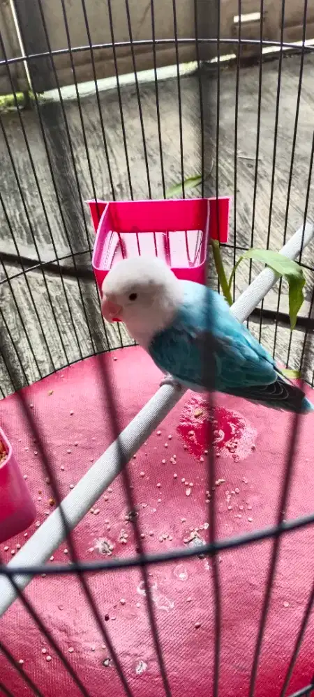 Lovebird Biola Jantan