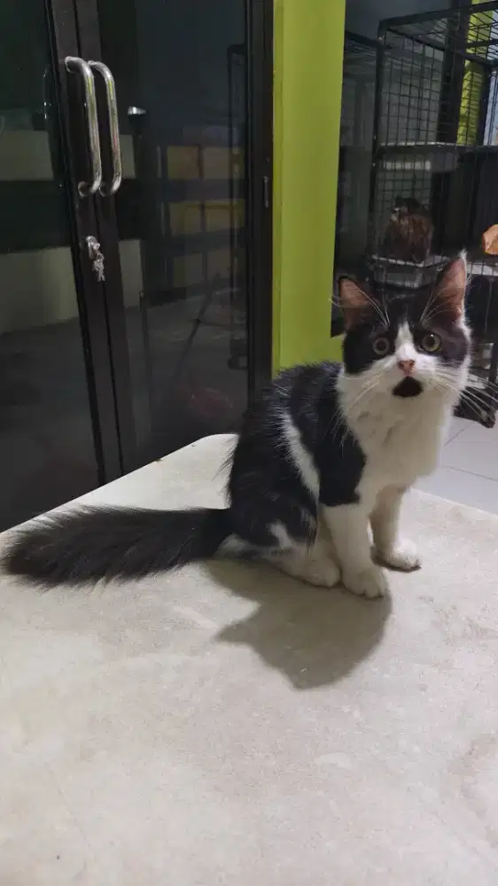 Adopsi Kucing Persia