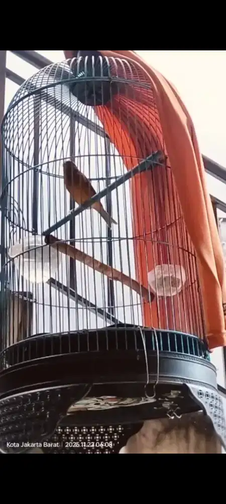 Kenari Jantan AF merah coklat