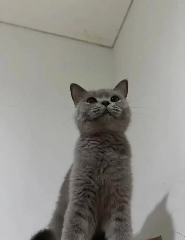 British short hair betina