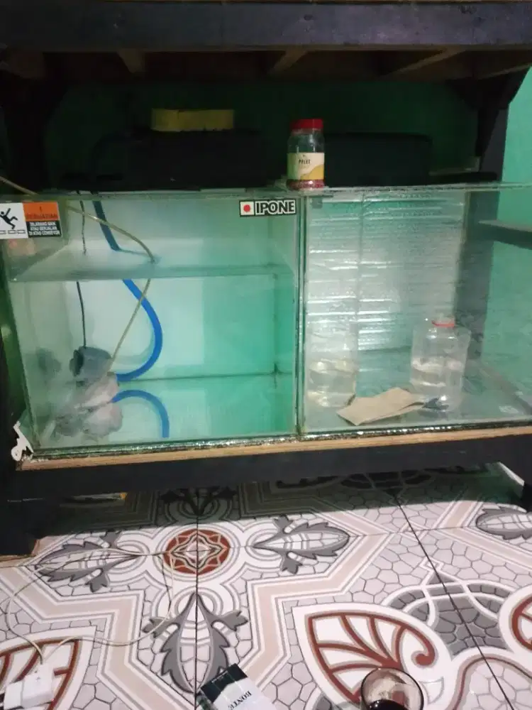 louhan srd dan akuarium 2 pcs