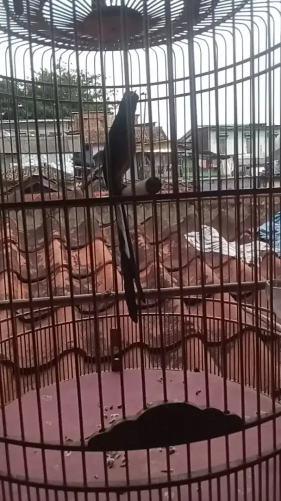 Mangga murai hutan blorok prestasi