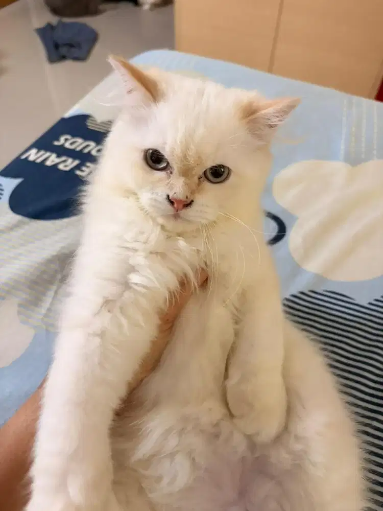 Persia kitten medium