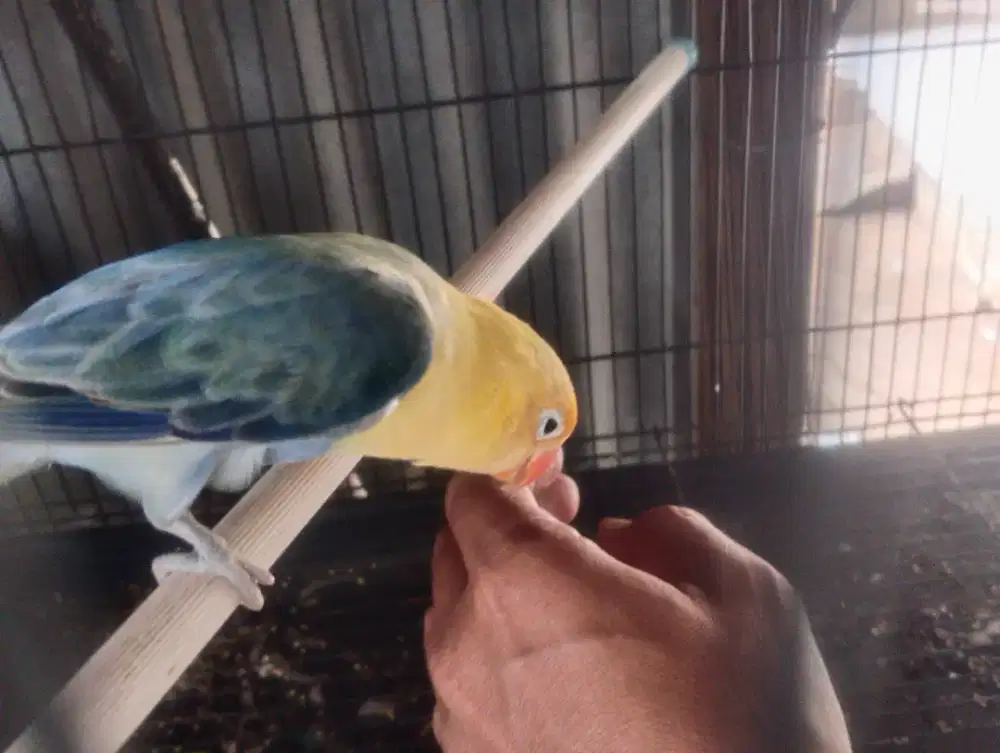 Bio PB dark vio jantan gestang minus