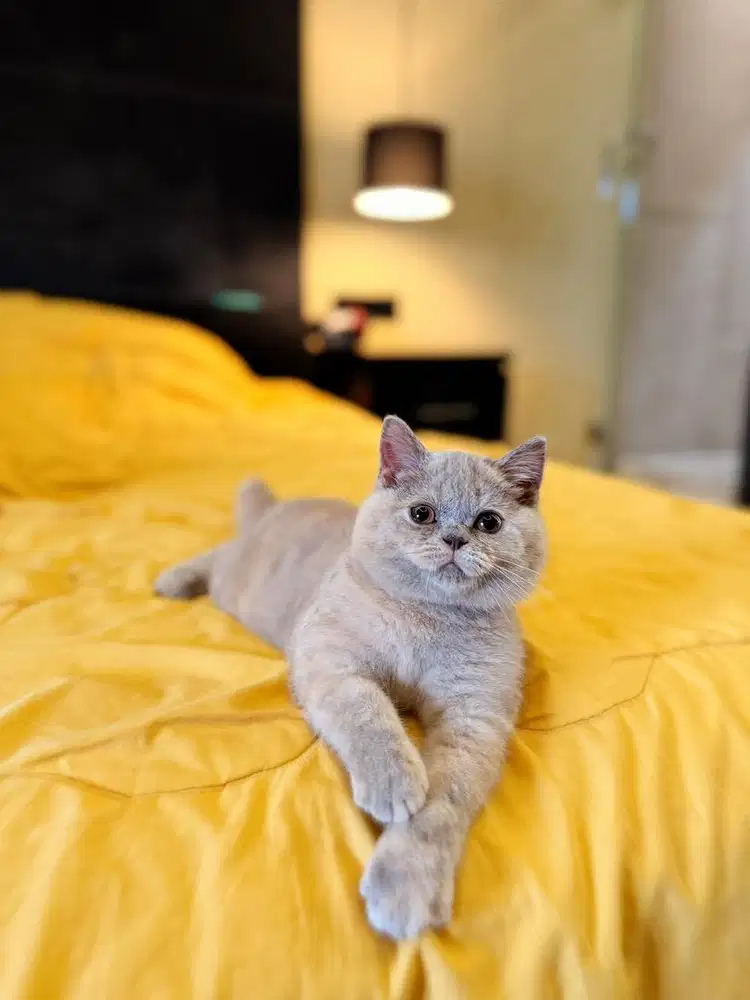 british shorthair bsh