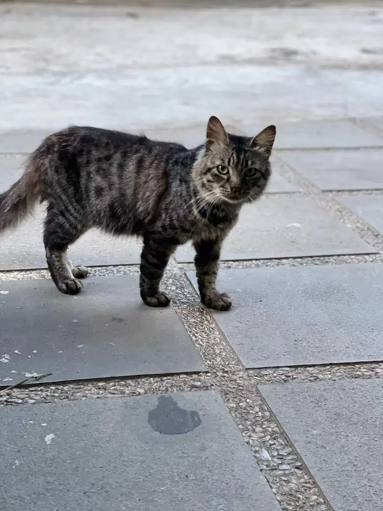 Dicari art PP amanah jujur siap kerja