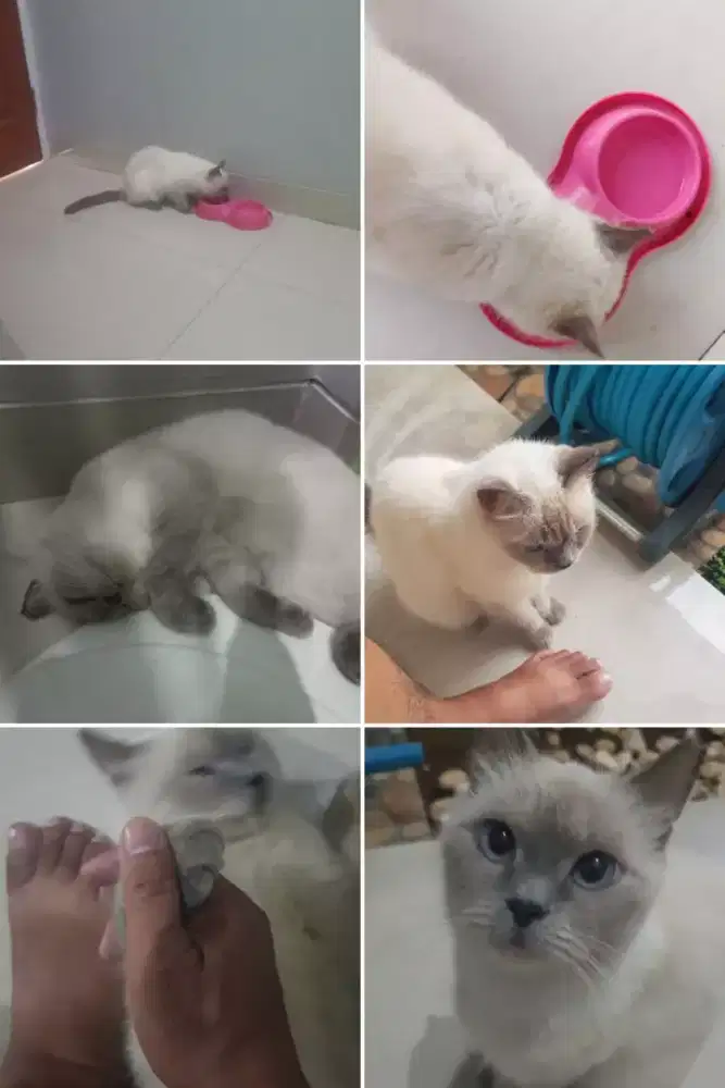 Open adopsi Himalaya perempuan