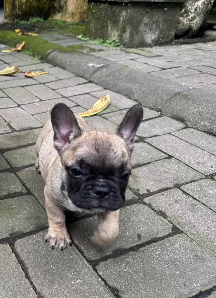 Puppy French Bulldog