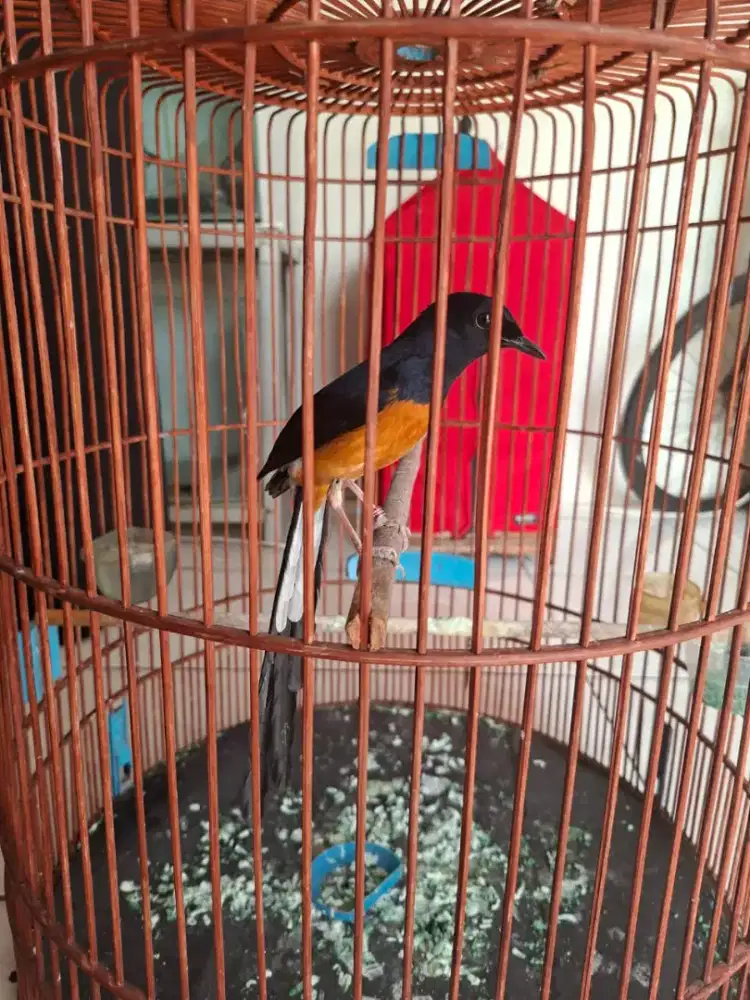 Murai Medan ternakan rajin ekor 20 up