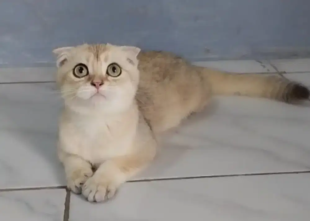 Open adopt BSH sf NY 11