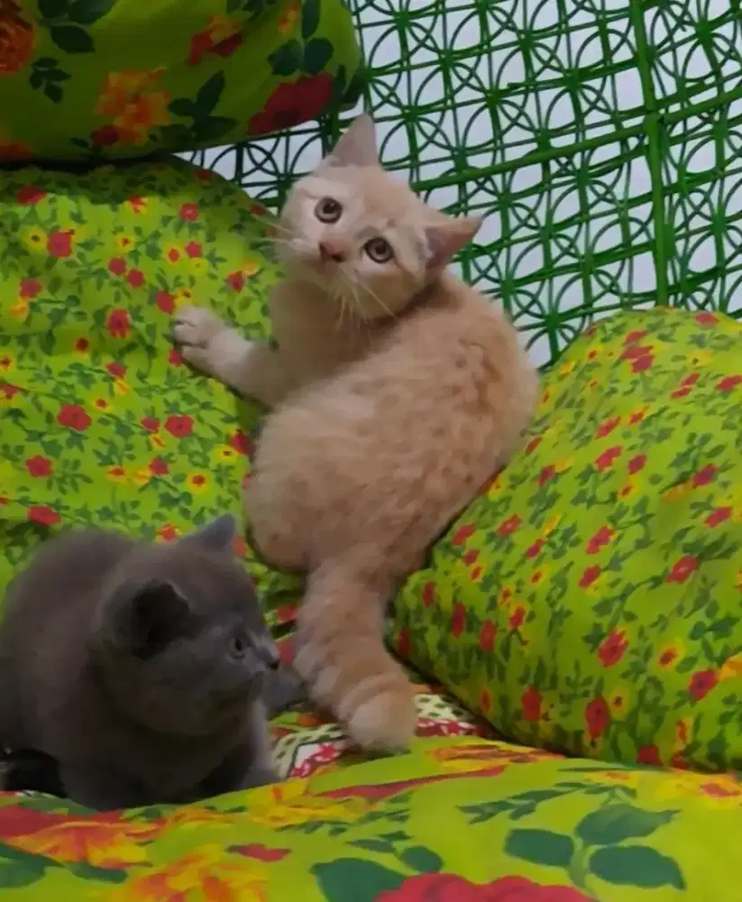 BSH Red Jantan Line Ped Wcf