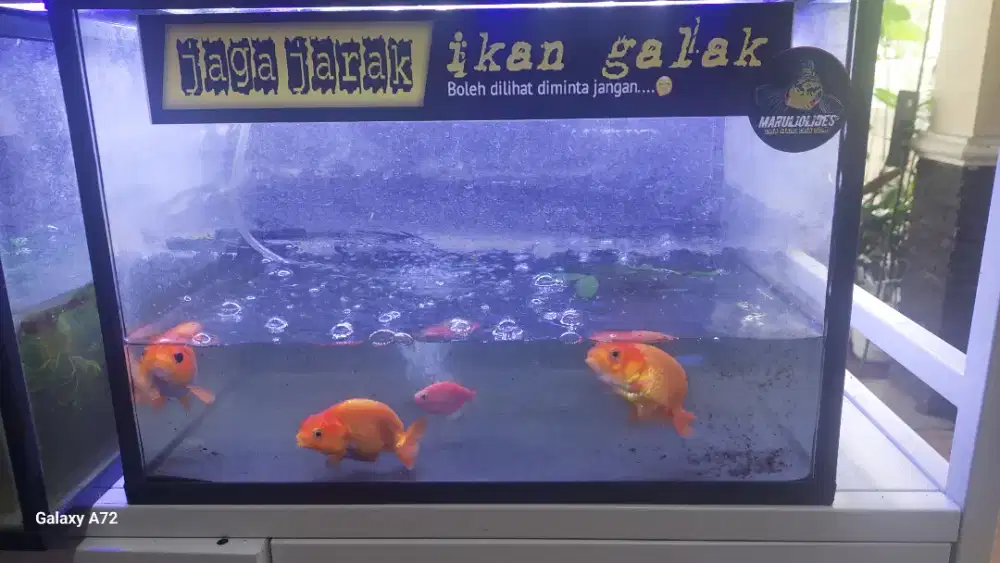 3 ikan mas koki ranchu gendut sehat plus akuarium