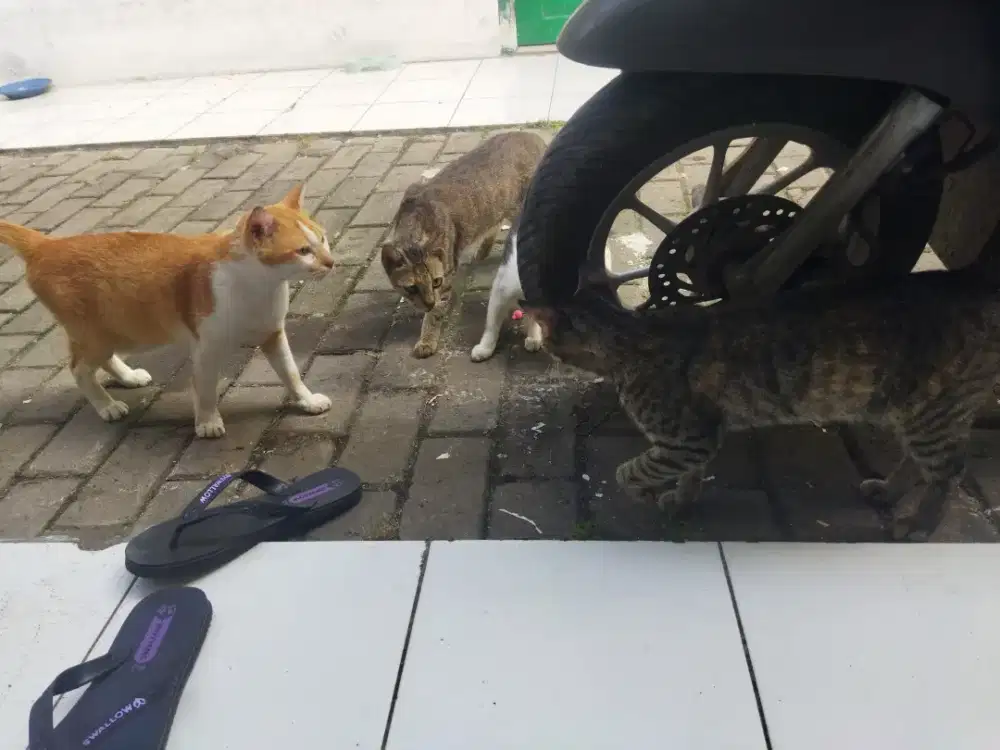 Groomer Part time Seminggu 2x