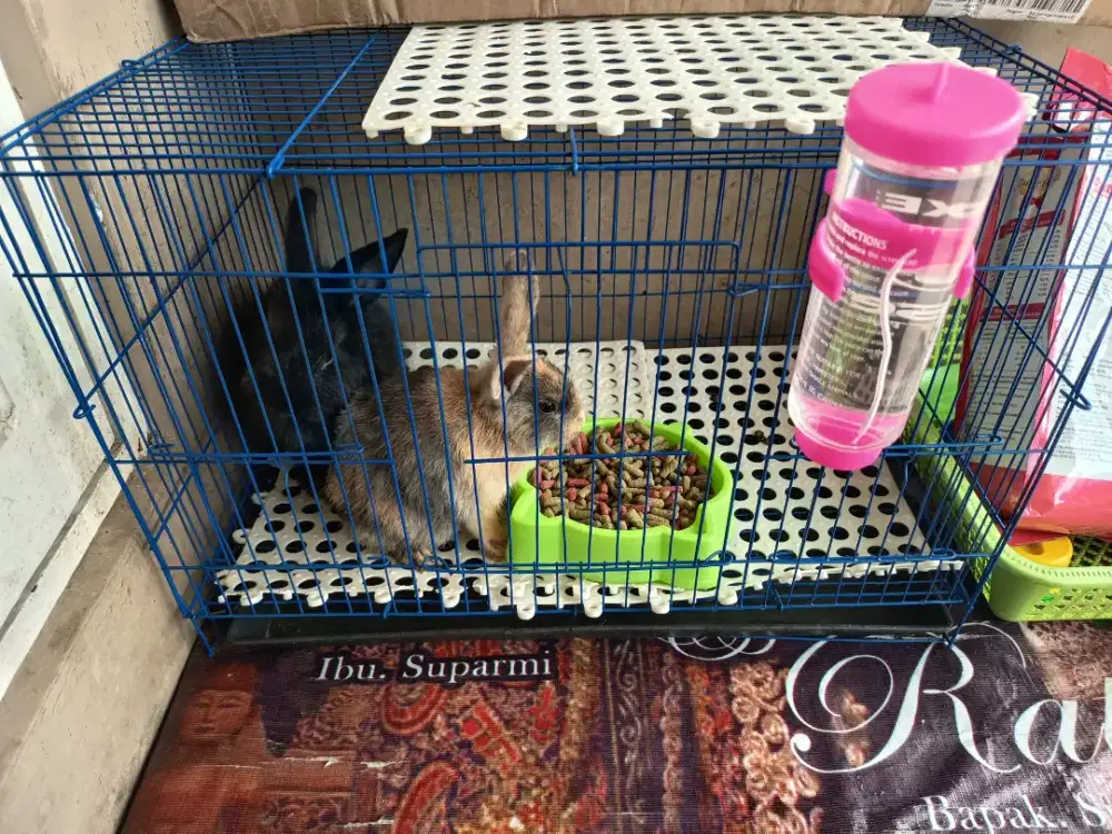 Kelinci Sepasang FULLSET