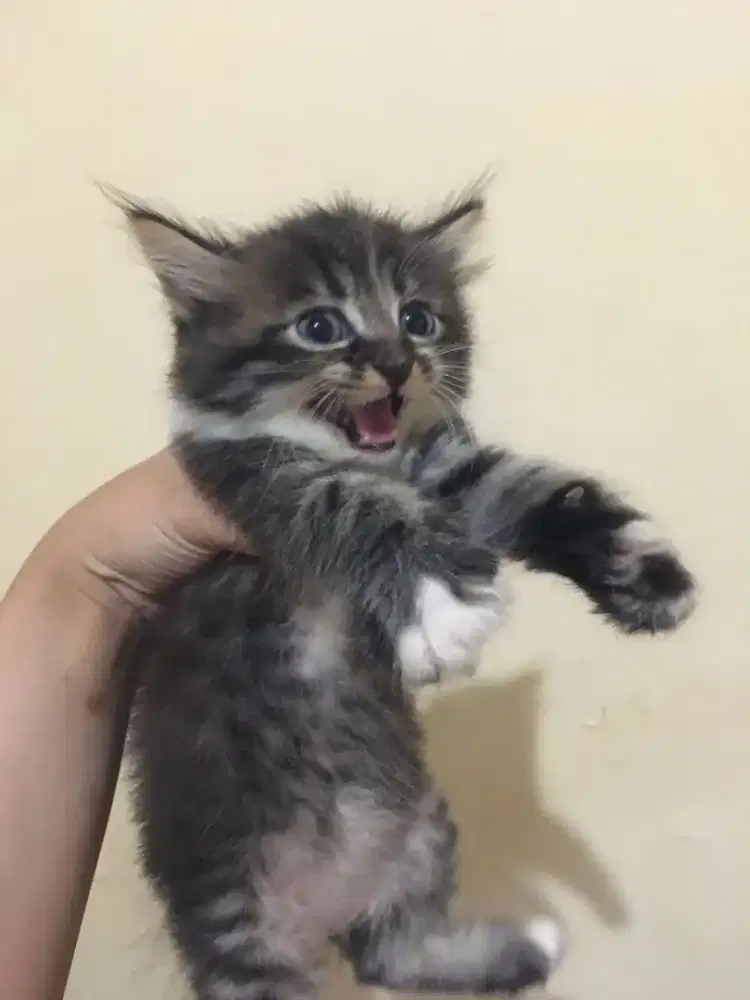 Anak Kucing Kitten Himalaya