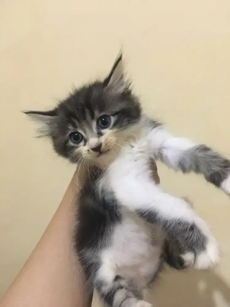 Anak Kucing Kitten Himalaya