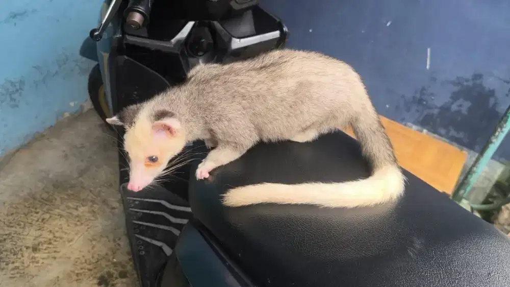 Musang Pandan Super Mozaik