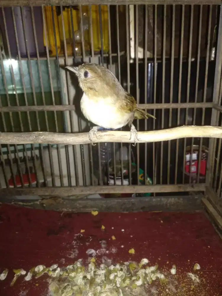 Jual cepet aja ni burung flamboyan