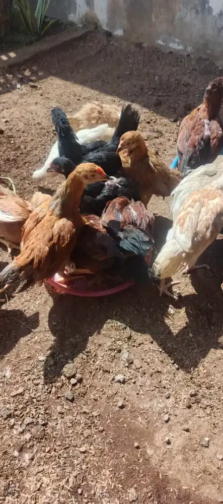 ayam kampung kub super