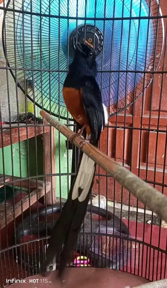 Muray ring APBN ekor 20 cm gacor fighter liat vidio dulu aja