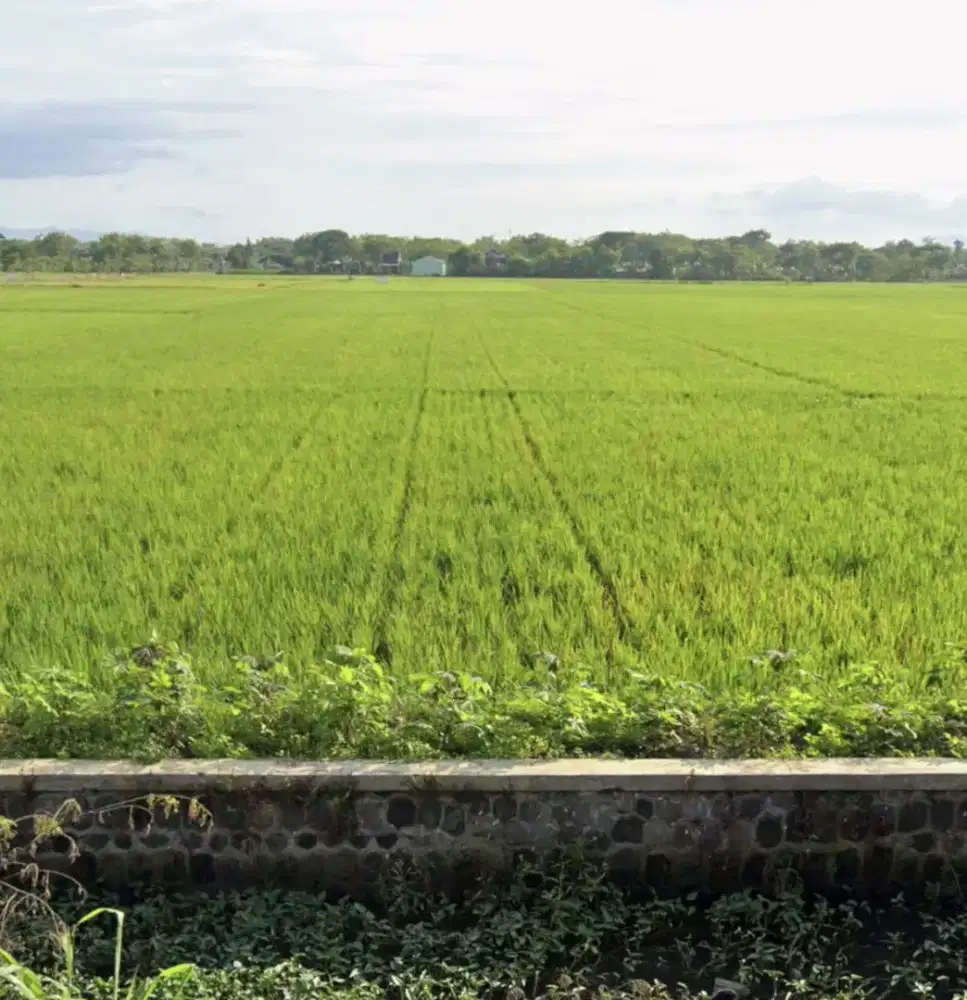 JUAL SAWAH ZONA HIJAU