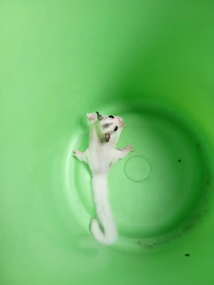 Sugar glider Joey platinum Mosaic