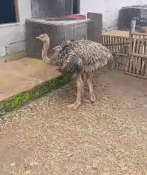 sepasang burung oenta 4 bulan tinggi 1 meter UP 1 jantan 1 betina unik